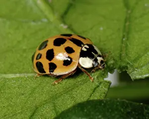 Spots: Harlequin ladybird