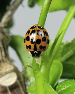 Spots: Harlequin ladybird