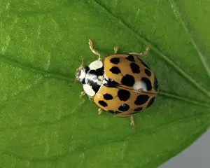 Spots: Harlequin ladybird