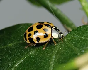 Spots: Harlequin ladybird