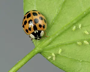 Spots: Harlequin ladybird