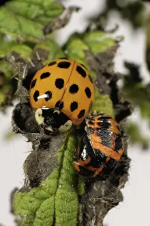 Spots: Harlequin ladybird