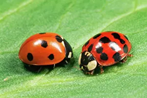 Axyridis: Harlequin LADYBIRD - with 7-spot ladybird (on left)