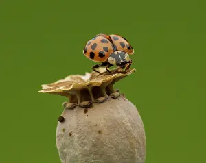 Crawling: Harlequin Ladybird - crawling on Poppy seed head