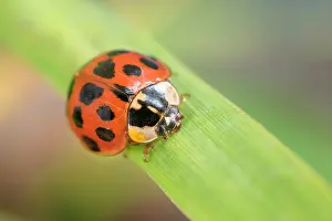 Defensive: Harlequin Ladybird with defensive secretion - Norfolk