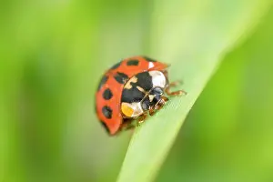 Norfolk: Harlequin Ladybird with defensive secretion - Norfolk