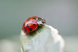 Ladybirds: Harlequin ladybird on Euonymus leaf, Norfolk UK