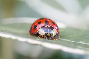 Ladybirds: Harlequin ladybird on Euonymus leaf, Norfolk UK
