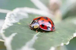 Ladybirds: Harlequin ladybird on Euonymus leaf, Norfolk UK