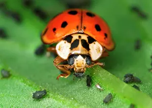 Axyridis: Harlequin Ladybird - Feeding on Aphids