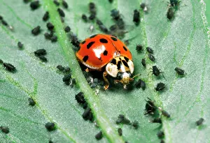 Axyridis: Harlequin Ladybird - Feeding on Aphids