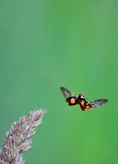 Axyridis: Harlequin Ladybird - in flight