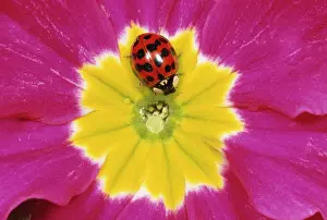 Axyridis: Harlequin LADYBIRD - on flower