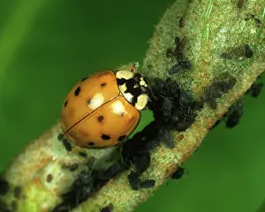 Axyridis: Harlequin ladybird (Harmonia axyridis)