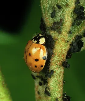 Axyridis: Harlequin ladybird (Harmonia axyridis)