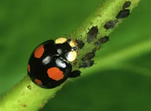 Axyridis: Harlequin ladybird (Harmonia axyridis)