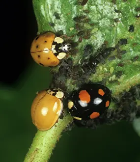 Axyridis: Harlequin ladybird (Harmonia axyridis)