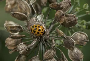 Introduced: Harlequin ladybird, Harmonia axyridis, colour form