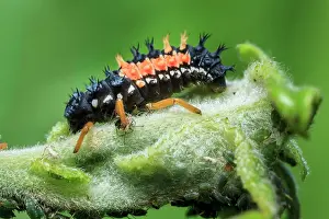 Axyridis: Harlequin Ladybird (Harmonia axyridis) introduced