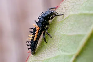 Axyridis: Harlequin Ladybird larva