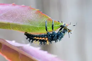 Axyridis: Harlequin Ladybird larva - eating aphid