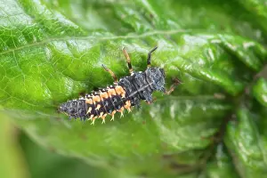 250720: Harlequin Ladybird larva - Norfolk UK