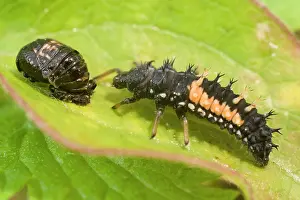 Axyridis: Harlequin Ladybird larva and pupa