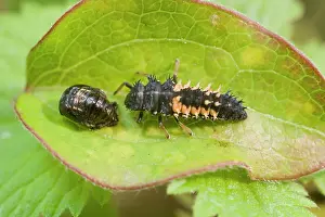 Axyridis: Harlequin Ladybird larva and pupa
