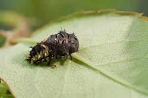 Axyridis: Harlequin Ladybird larva pupating
