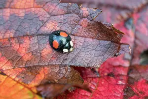 David Chapman: Harlequin Ladybird - on Leaves - UK