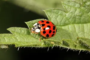 Axyridis: Harlequin Ladybird - on nettle leaf