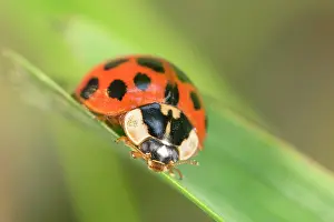 Norfolk: Harlequin Ladybird - Norfolk UK