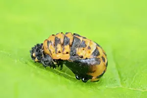 Pupa: Harlequin Ladybird pupa - Norfolk UK