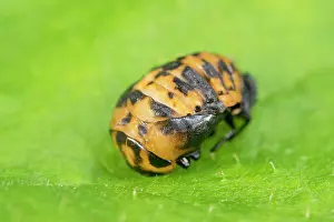 Pupa: Harlequin Ladybird pupa - Norfolk UK