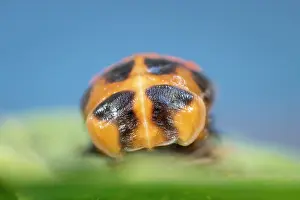 Pupa: Harlequin Ladybird pupa - Norfolk UK