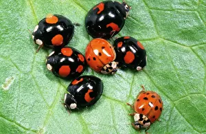 Morphs: Harlequin LADYBIRD - Range of colour morphs