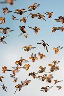 Axyridis: Harlequin Ladybird - swarm in flight