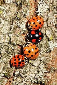Axyridis: Harlequin Ladybirds - 4 gathering in autumn on