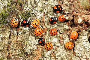 Axyridis: Harlequin Ladybirds - gathering in autumn on tree