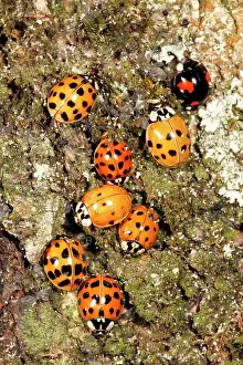 Axyridis: Harlequin Ladybirds - gathering in autumn on tree