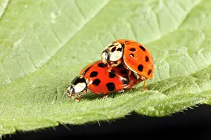 Axyridis: Harlequin Ladybirds - pair mating on leaf