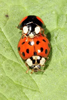 Axyridis: Harlequin Ladybirds - pair mating on leaf