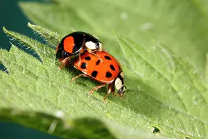 Axyridis: Harlequin Ladybirds - pair mating on leaf