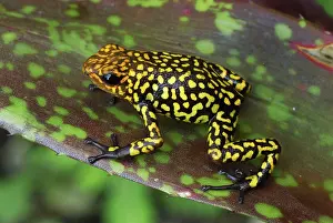 Oophaga: Harlequin Poison Arrow / Dart Frog