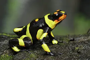 Oophaga: Harlequin Poison Arrow / Dart Frog