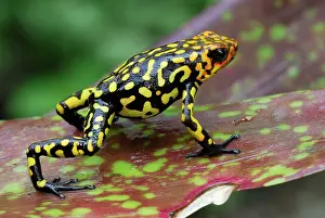 Oophaga: Harlequin Poison Arrow / Dart Frog