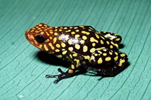 Arrow: Harlequin POISON ARROW / DART FROG