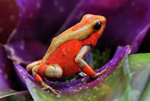 Bromeliads: Harlequin Poison Arrow / Dart Frog - on bromeliad