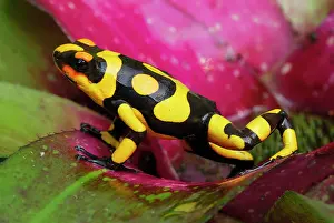 Bromeliads: Harlequin Poison Arrow / Dart Frog - on bromeliad