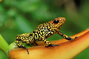 Heliconia: Harlequin Poison Arrow / Dart Frog - on Heliconia